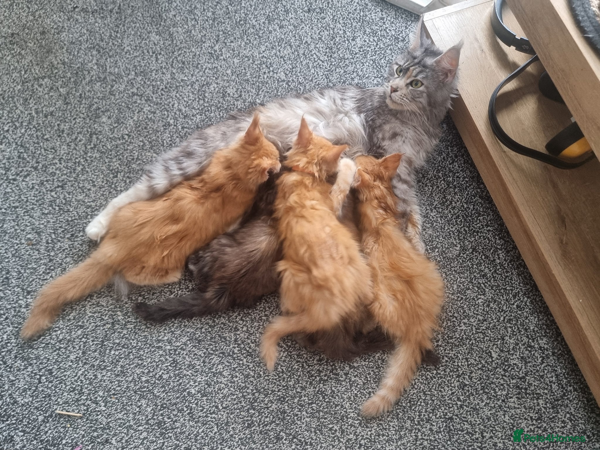 Maine Coon cats TICA REG. MAINE COON KITTENS  - Advert 1