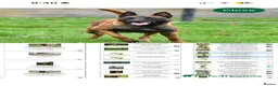 Mixed Breed dogs for sale: Rottweiler x malinois - Advert 4