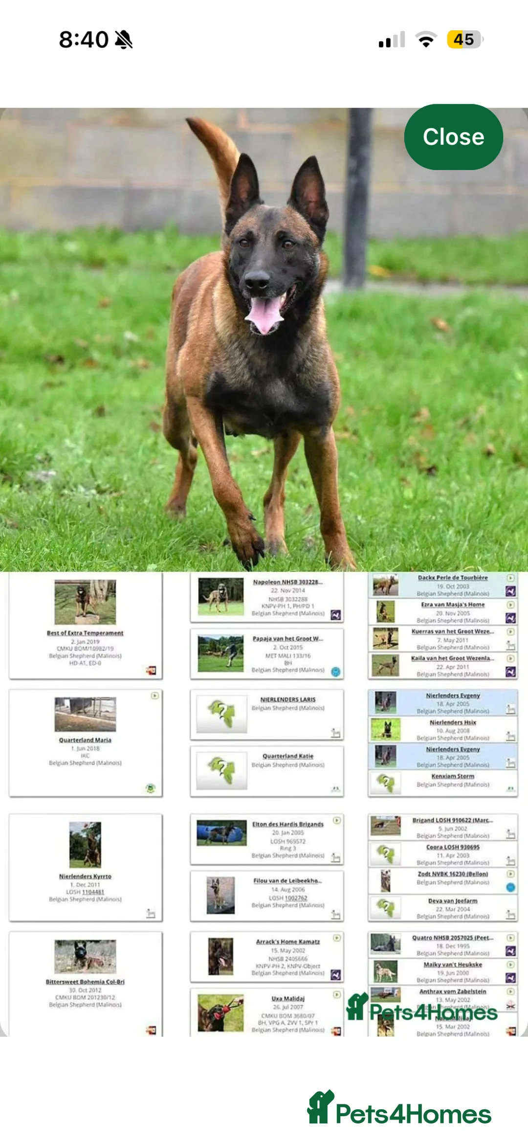 Mixed Breed dogs for sale: Rottweiler x malinois - Advert 4
