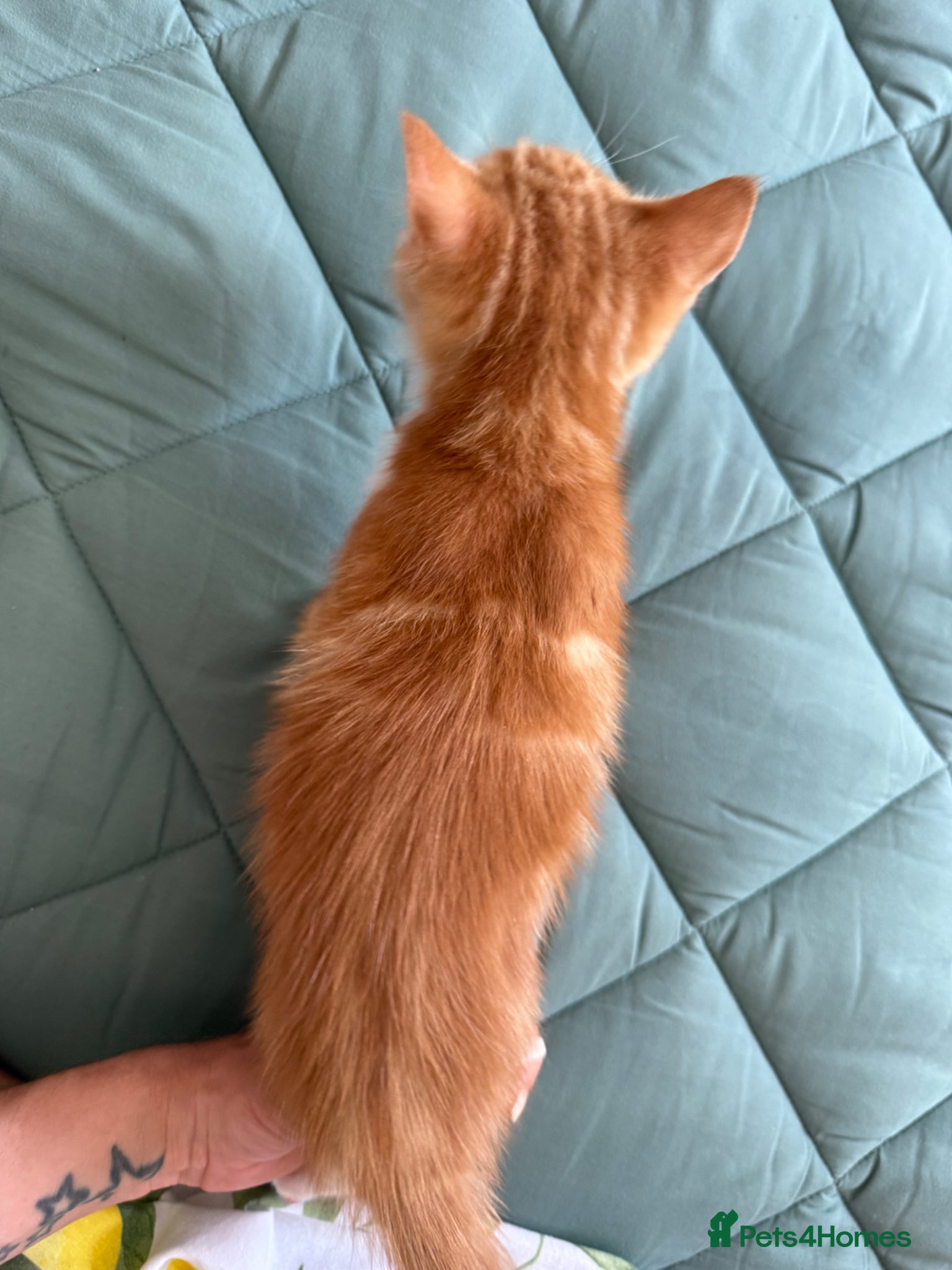 Mixed Breed cats for sale: Kittens for sale READY NOW in Brandon - Advert 18