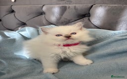 Ragdoll cats for sale: Perfect little blue point Ragdoll girls x5 - Image 6