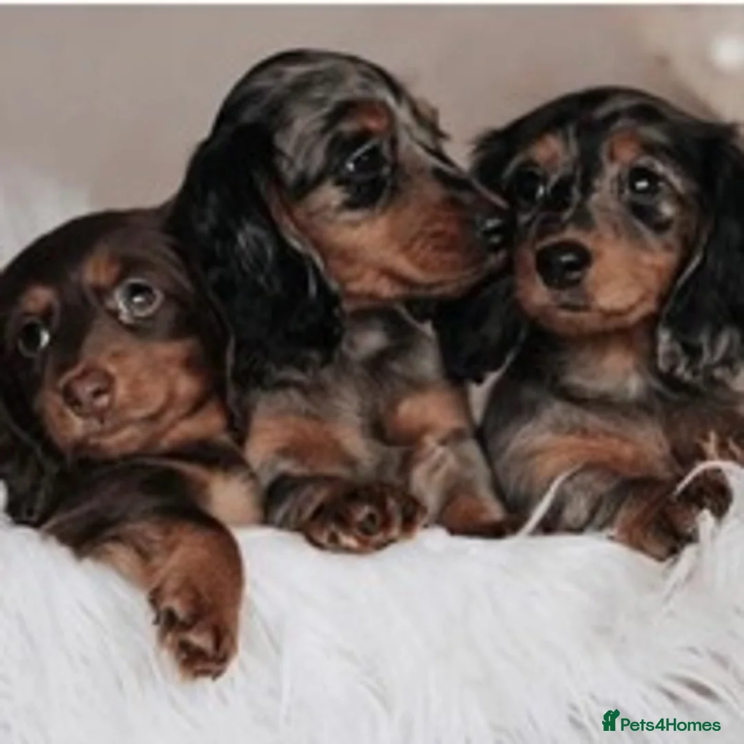 Miniature Dachshund dogs for stud: ✨Kc mini long haired dapple✨ 17 champions✨ in Romford - Advert 10