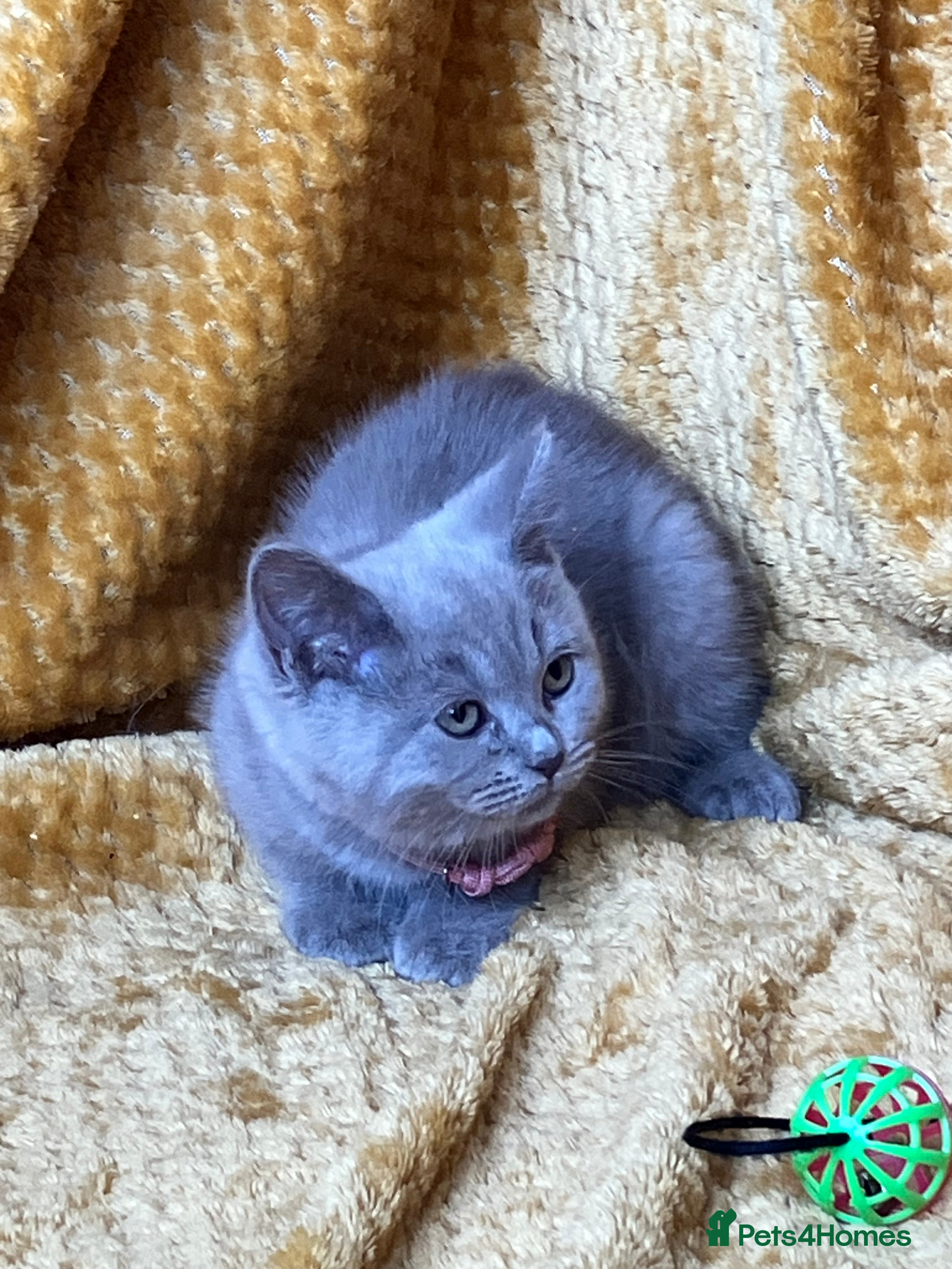 Mixed Breed cats 🏆GCCF Elizabeth (Ragdoll) x Toras (BSH) kittens🐾 - Advert 3