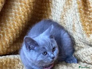 Mixed Breed cats 🏆GCCF Elizabeth (Ragdoll) x Toras (BSH) kittens🐾 - Advert 3