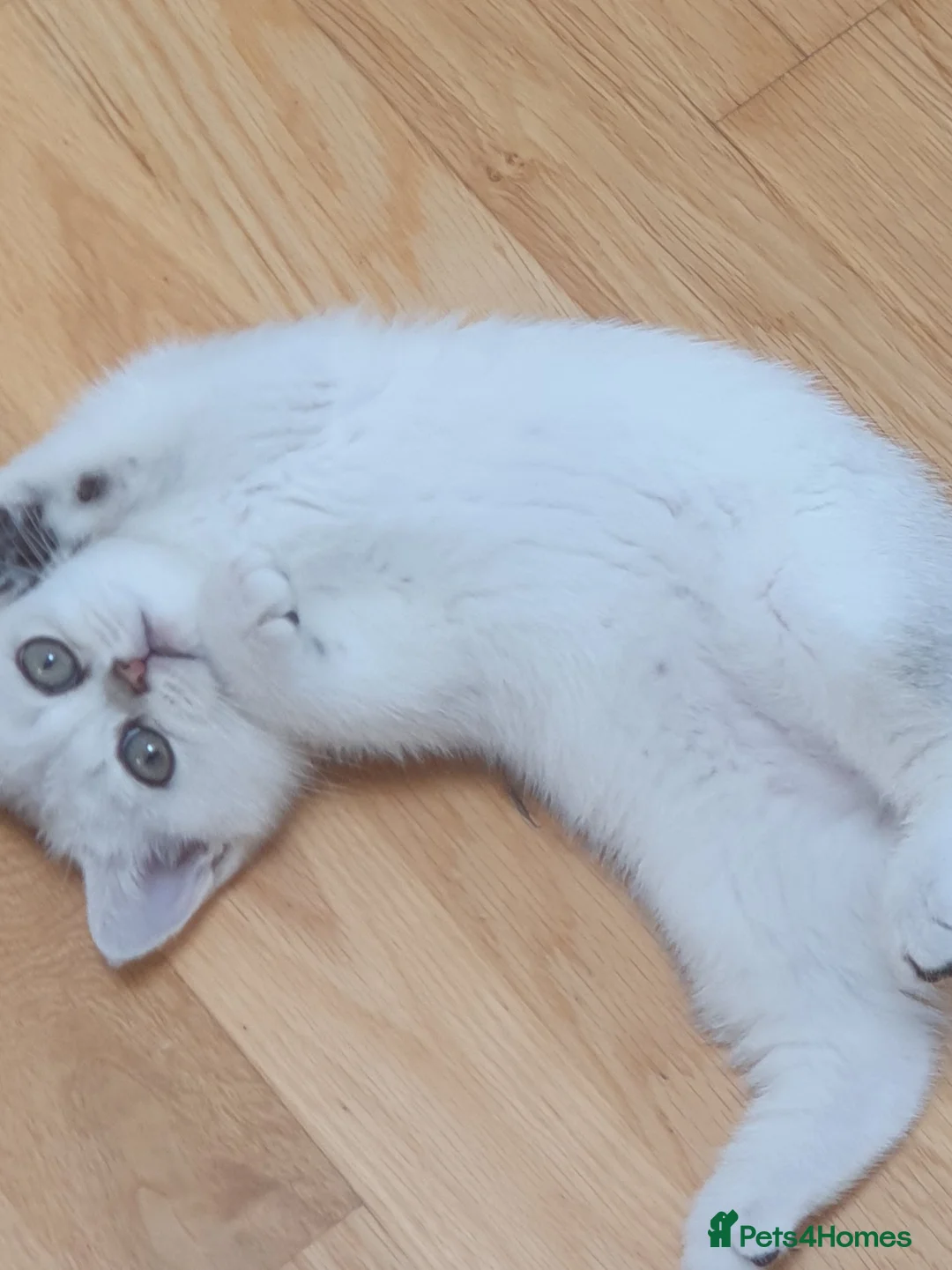 British Shorthair cats for sale: 🐾 Cute British Shorthair Chinchilla Silver-shaded - Advert 5