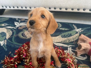 Labradoodle dogs Unique Stunning miniature doodles - Advert 1