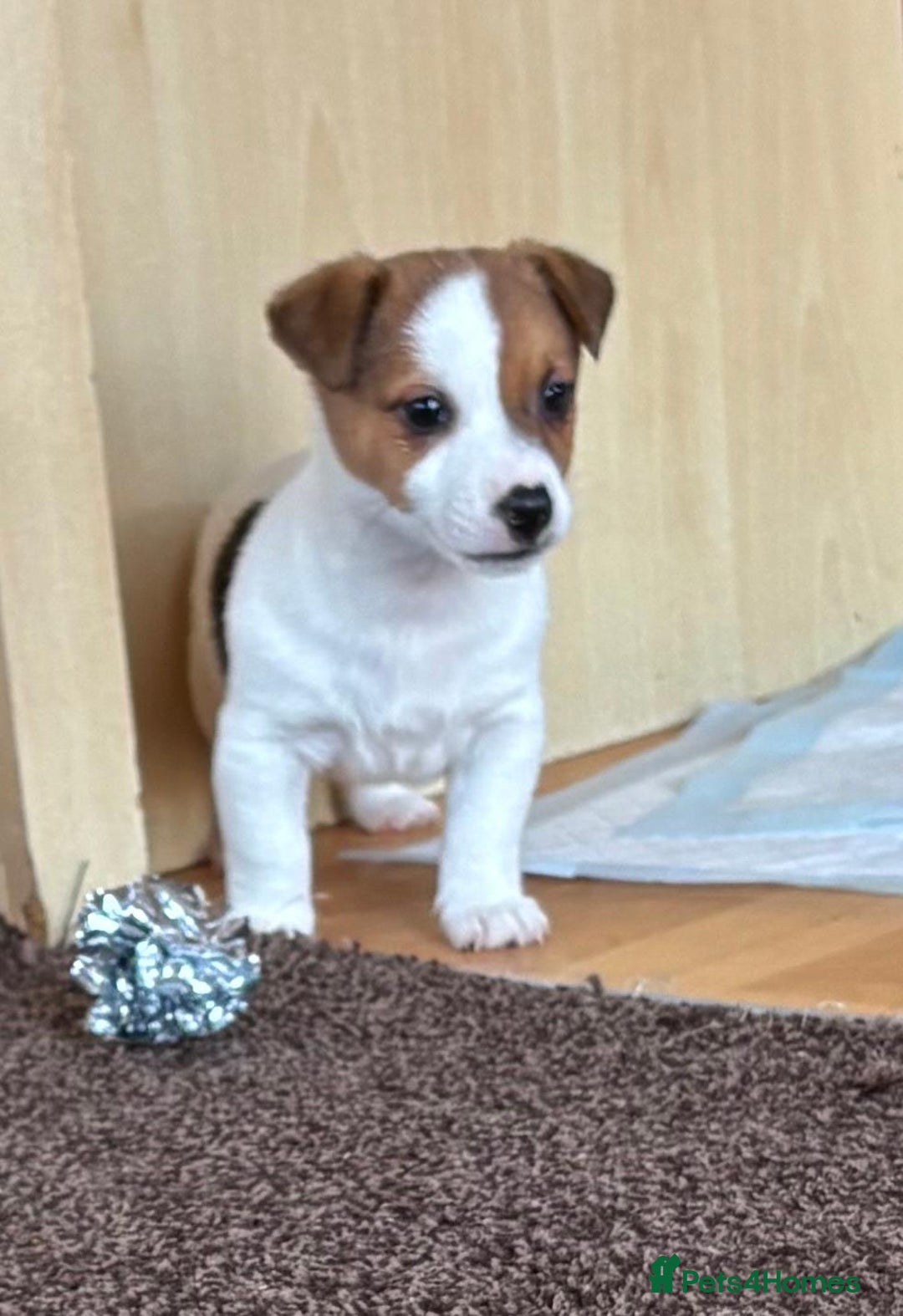 Jack Russell dogs for sale: Miniature Jack Russell Puppies… - Advert 15