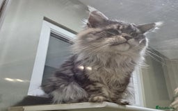 Maine Coon cats for sale: Champion Line Maine Coons –Rare, Fluffy, Gorgeous! - Image 19