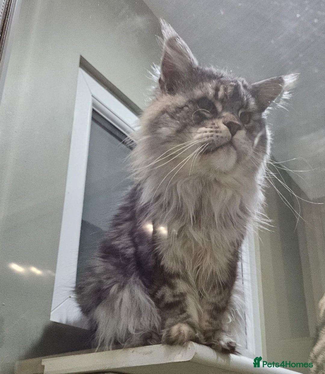 Maine Coon cats for sale: Champion Line Maine Coons –Rare, Fluffy, Gorgeous! - Image 19