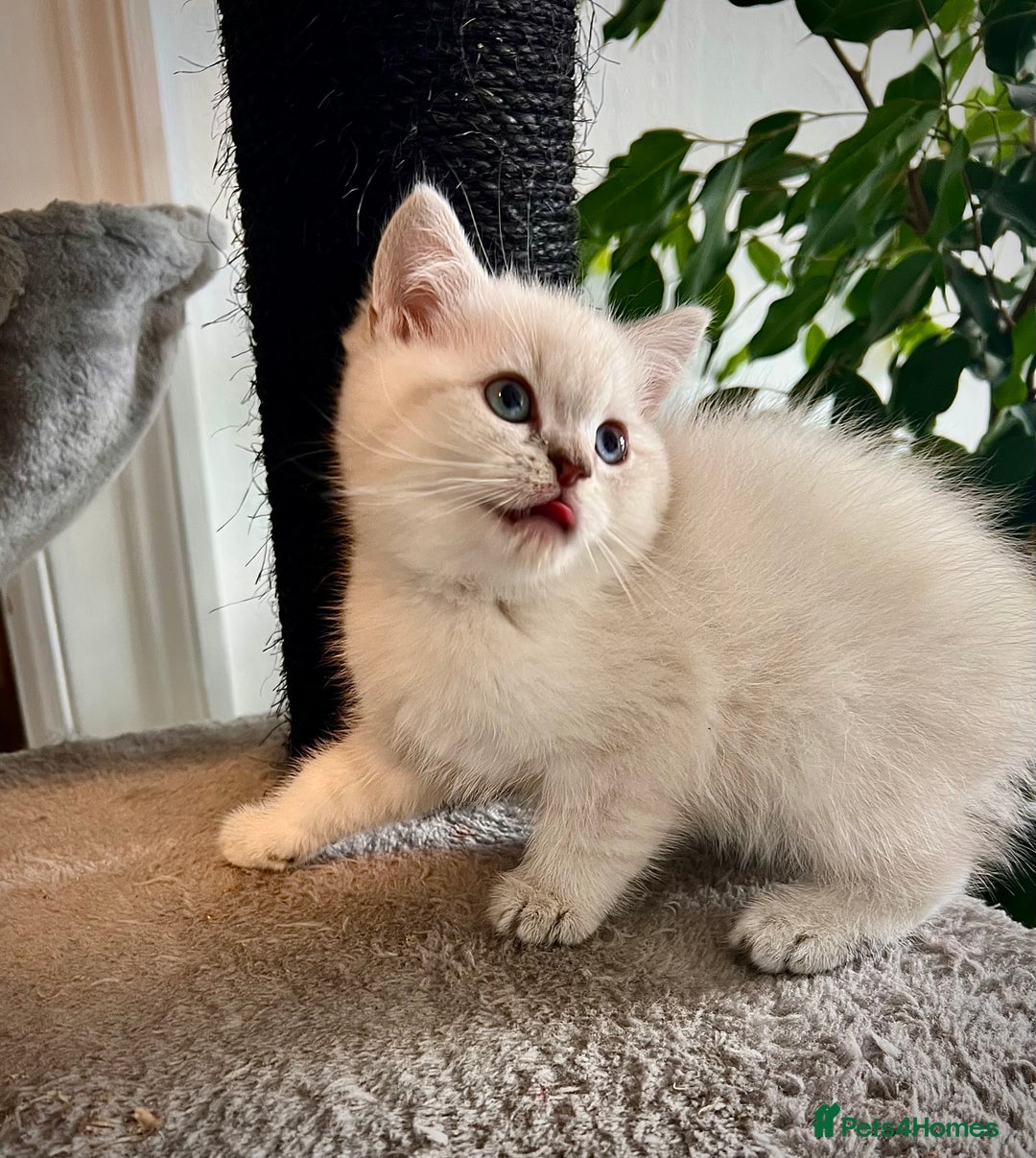 Selkirk Rex cats for sale: Selkirk rex kittens 😻 - Image 5