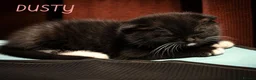 Mixed Breed cats for sale: Scottish Fold & Scottish straight Cross kittens  in Antrim - Advert 14