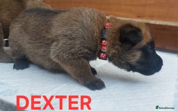Belgian Shepherd Dog dogs for sale: PuppiesDWKC registered Working Line,Tested Parents - Image 12