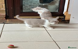 British Shorthair cats for sale: LAST 4 TICA CHAMPION BLOOD LINES BSH KITTENS - Image 18