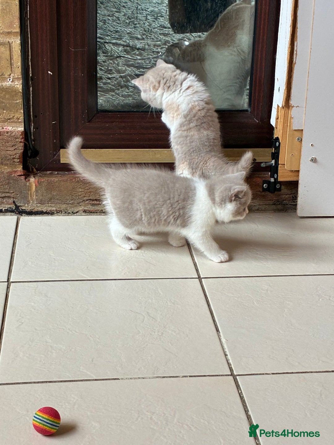 British Shorthair cats for sale: LAST 4 TICA CHAMPION BLOOD LINES BSH KITTENS - Image 18