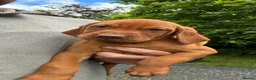 Hungarian Vizsla dogs for sale: 🐶Adorable KC Hungarian Vizsla Puppies 💗🩵 - Advert 15