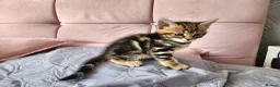 Bengal cats for sale: Little Bengal kittens - Advert 6