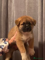 Akita dogs Akita - Advert 3