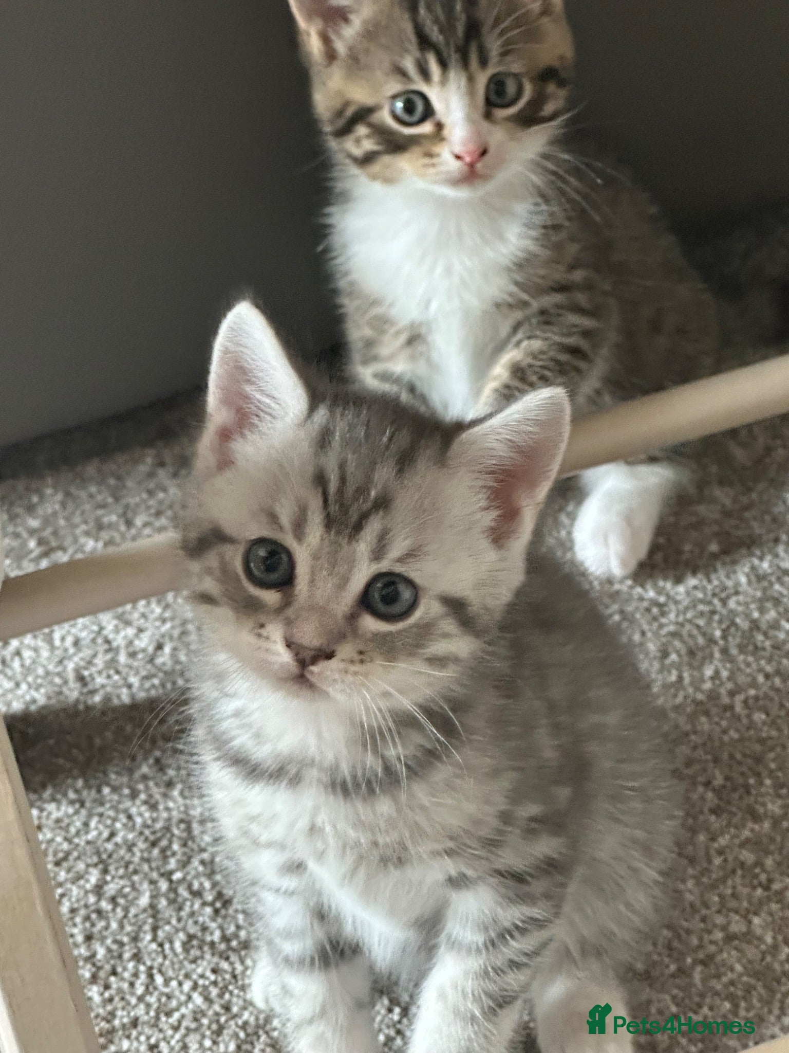 Mixed Breed cats for sale: Persian Cross Kittens 🐾🩵🩵🩵🩷 - Advert 1
