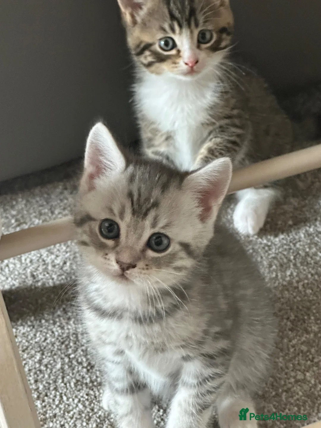 Mixed Breed cats for sale: Persian Cross Kittens 🐾🩵🩵🩵🩷 - Advert 1