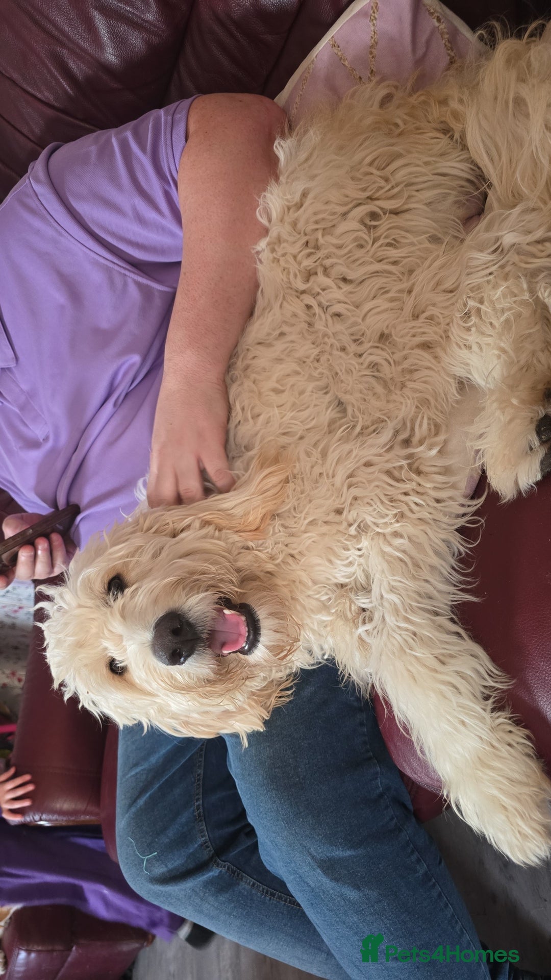 Goldendoodle dogs for sale: Golden doodle - Advert 5