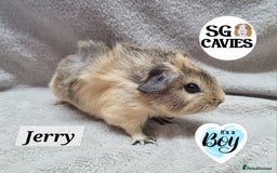 Guinea Pig rodents for sale: Stunning baby guinea pigs available  - Image 10