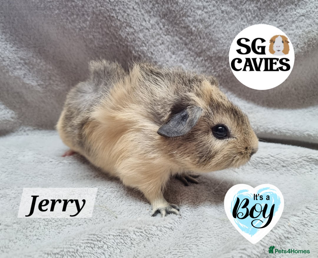 Guinea Pig rodents for sale: Stunning baby guinea pigs available  - Image 10