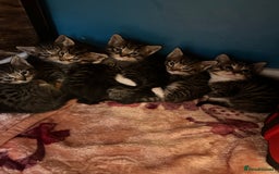 Mixed Breed cats for sale: Kittens lovely kittens  - Advert 12