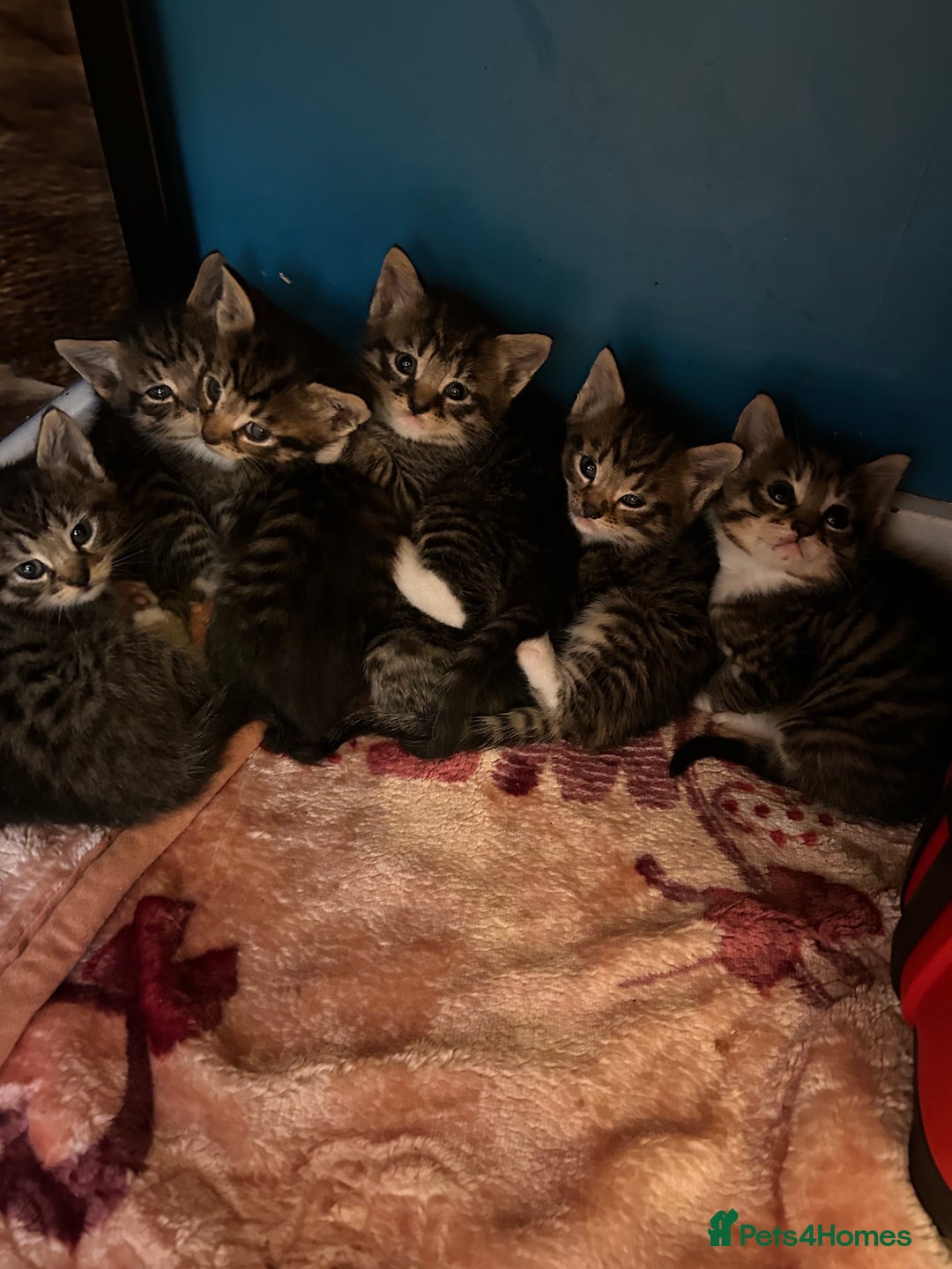 Mixed Breed cats for sale: Kittens lovely kittens  - Advert 12