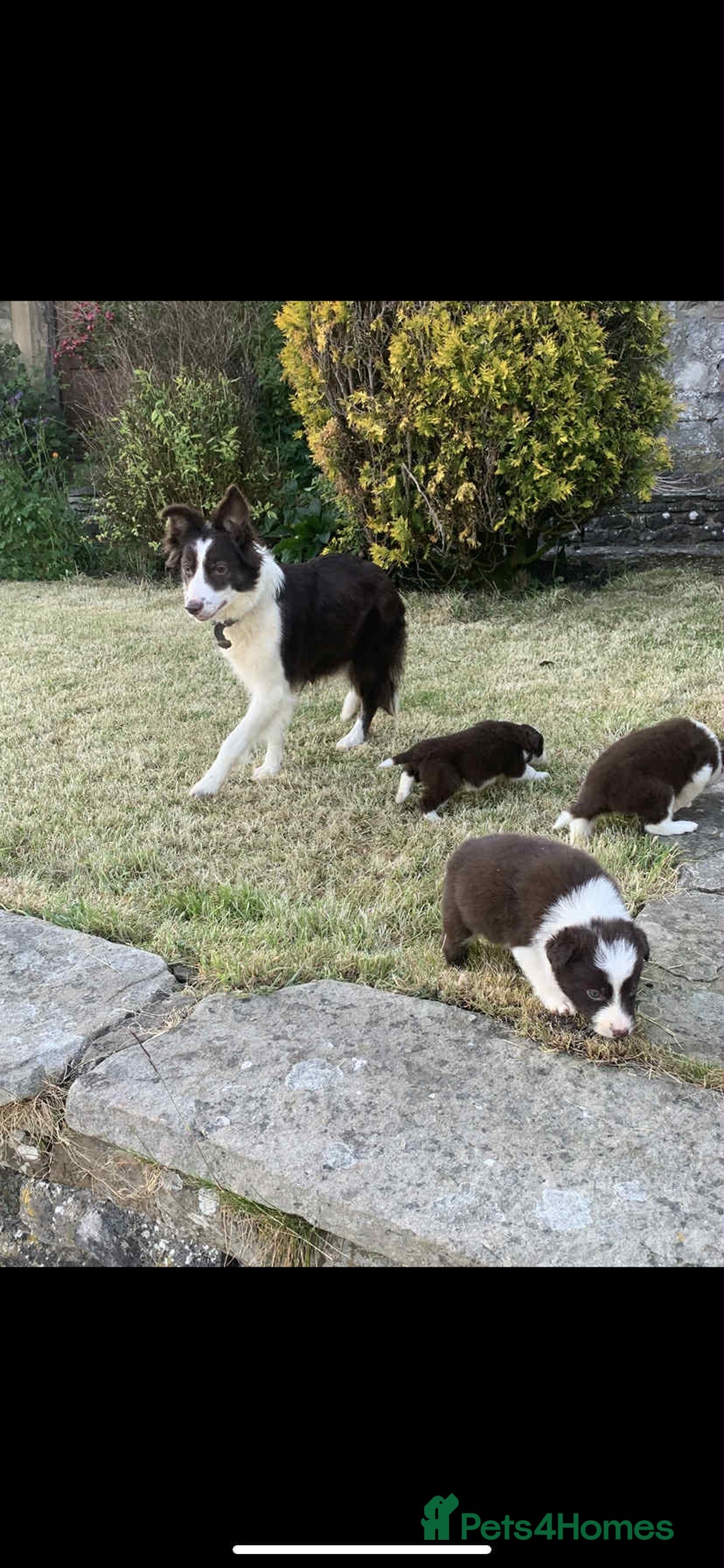 Border Collie dogs for sale: Red border collie pups  - Advert 3