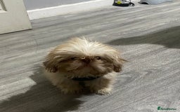 Shih Tzu dogs for stud: Imperial Shitzu - Image 7