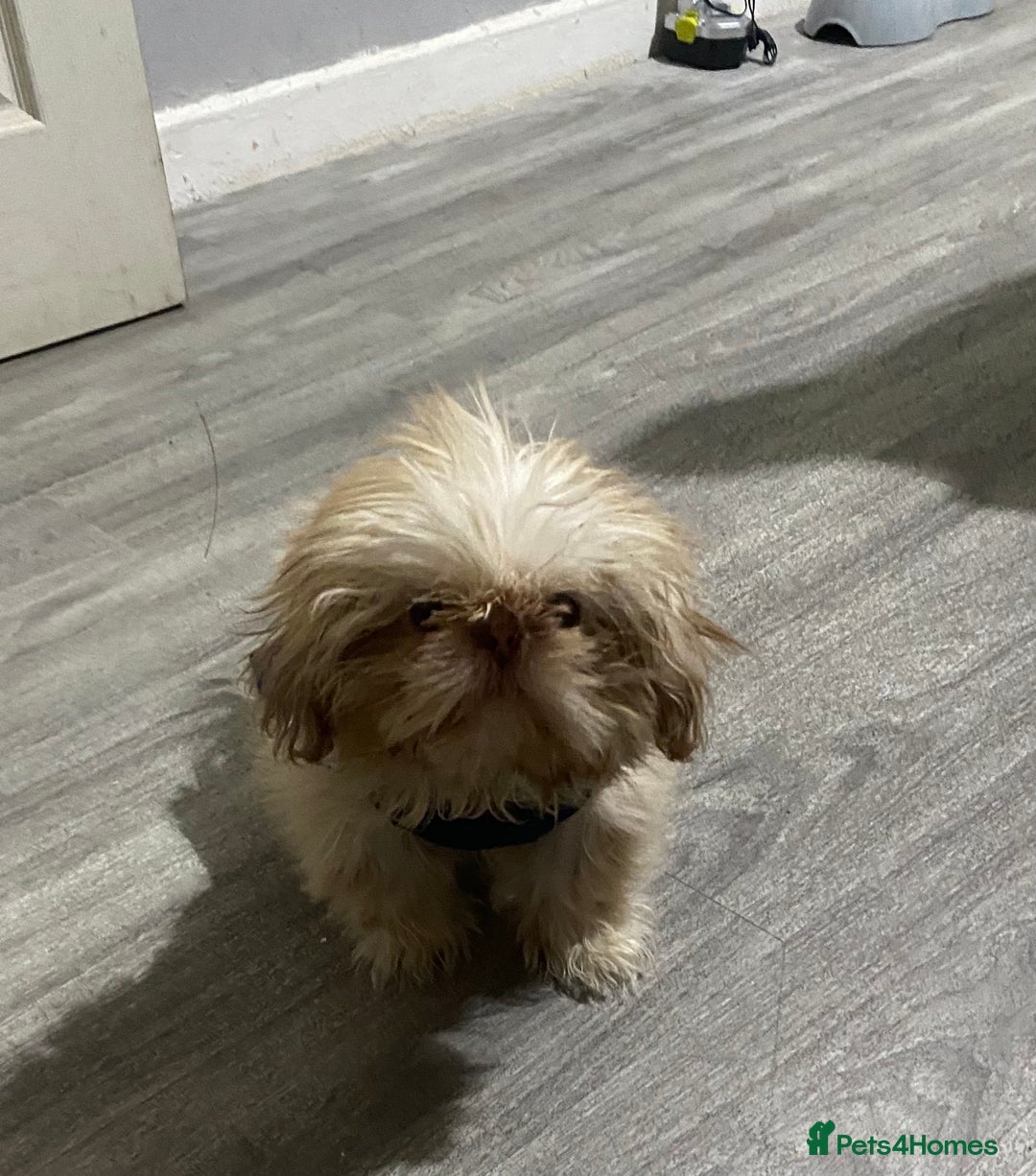 Shih Tzu dogs for stud: Imperial Shitzu - Image 7