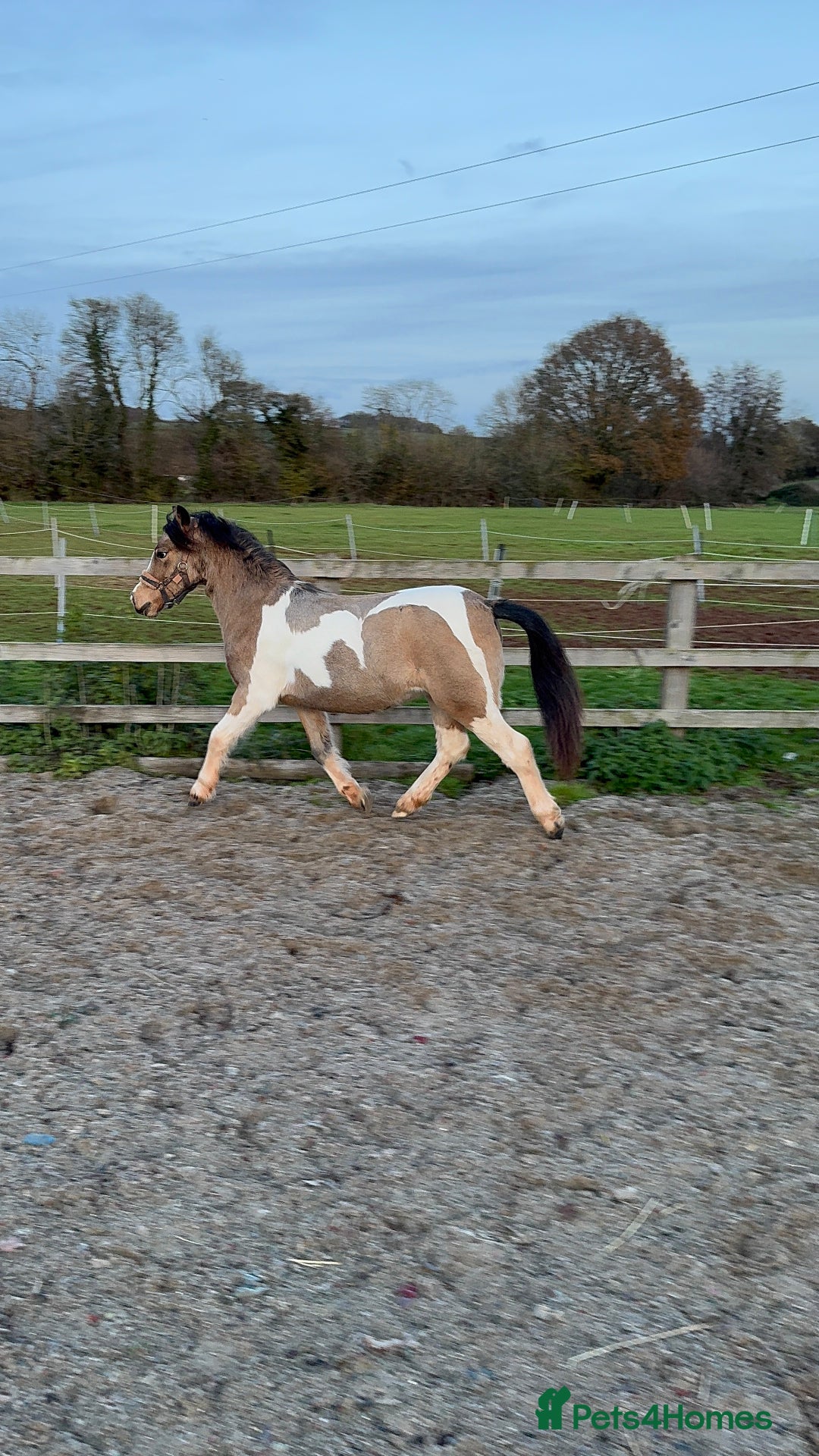 Welsh Section A horses for sale: Beautifully well marked Welsh P/B - Advert 14