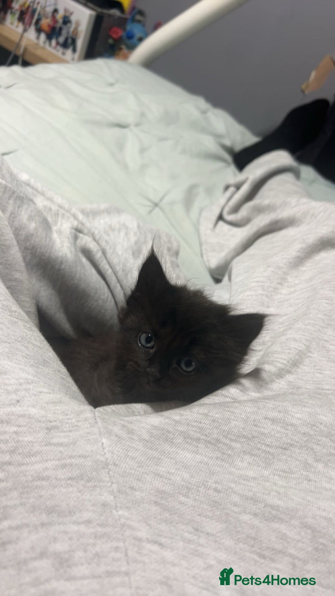 Ragdoll cats for sale: ragdoll x tabby  - Image 6