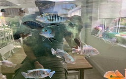 Cichlids fish for sale: Malawi Cichlids  - Image 5