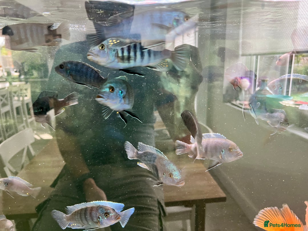Cichlids fish for sale: Malawi Cichlids  - Image 5