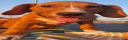 Mixed Breed dogs for adoption: Looking for loving homes  - Advert 7