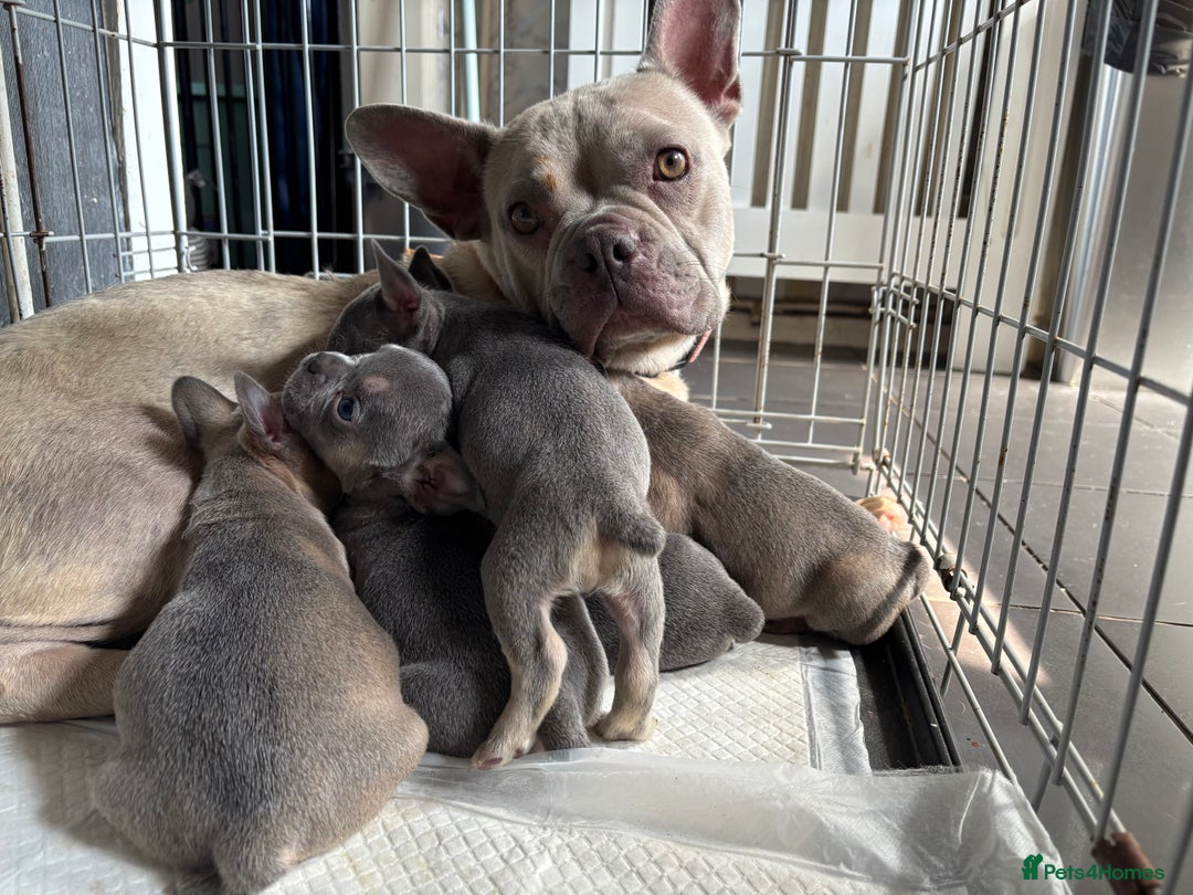 French Bulldog dogs for sale: French bulldog puppies 3 boys 2 girls  - Image 1