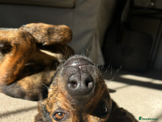 Mixed Breed dogs Ciok 1.5 year old mixed breed - Advert 1