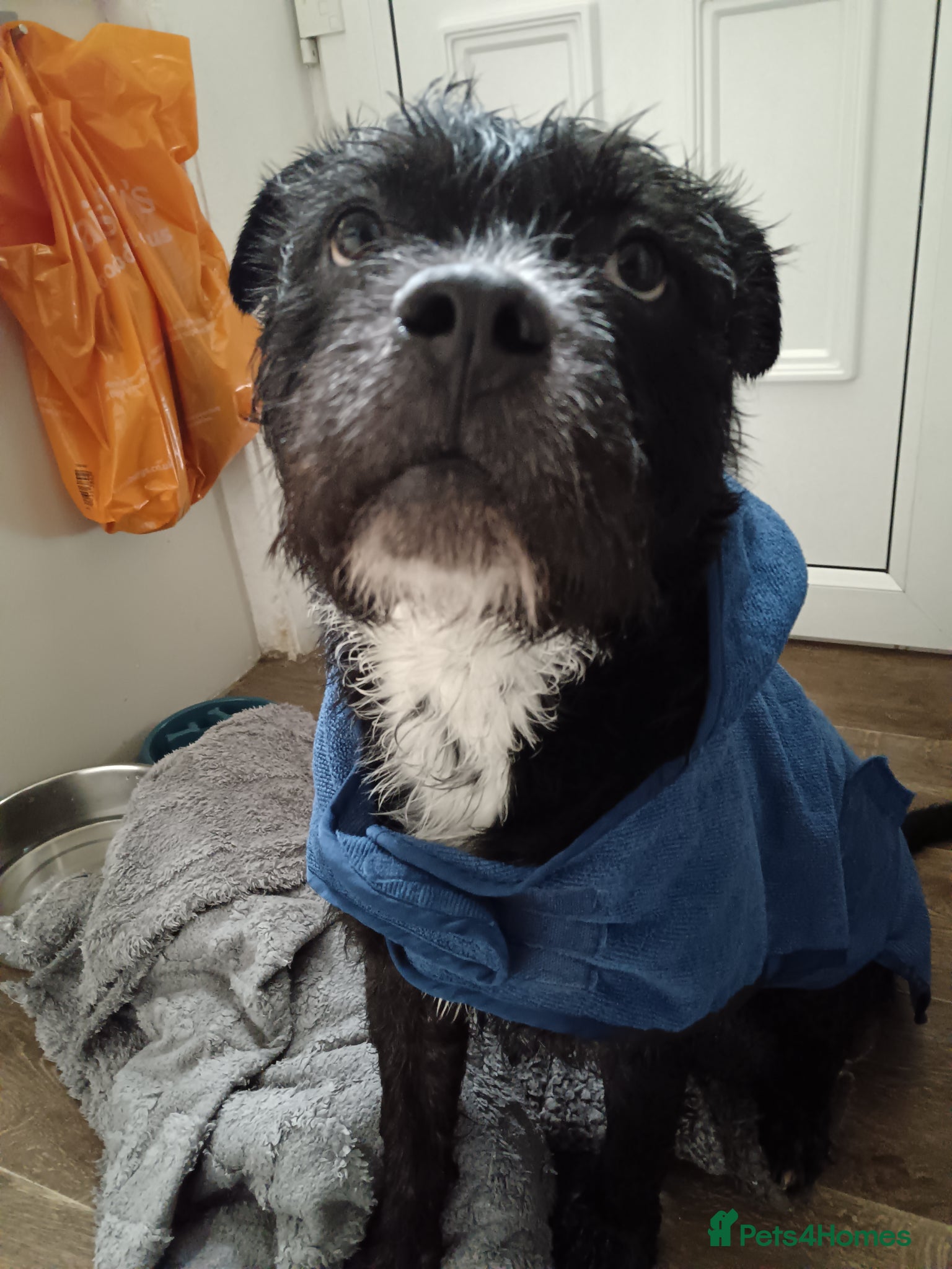 Mixed Breed dogs Meet Teddy FREE TO GOOD HOME - Advert 5