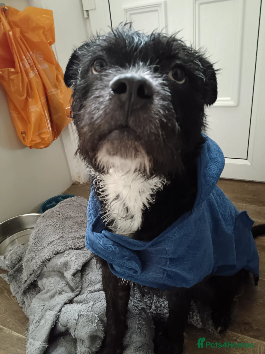 Mixed Breed dogs for sale: Meet Teddy  **  in Huddersfield - Advert 1