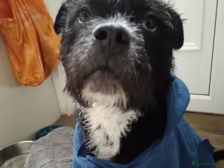 Mixed Breed dogs Meet Teddy FREE TO GOOD HOME - Advert 5