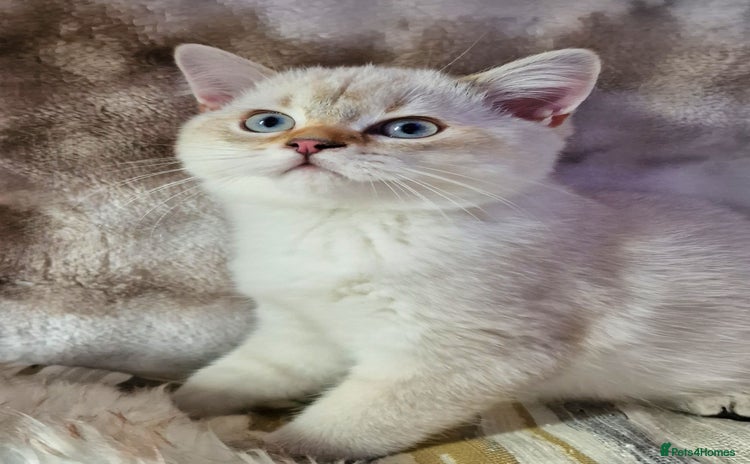 British Shorthair cats - Advert 1