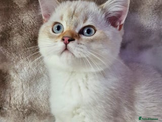 British Shorthair cats - Advert 5