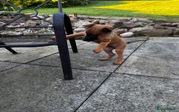 Belgian Shepherd Dog dogs for sale: belgian malinois Pup ready to go - Image 4