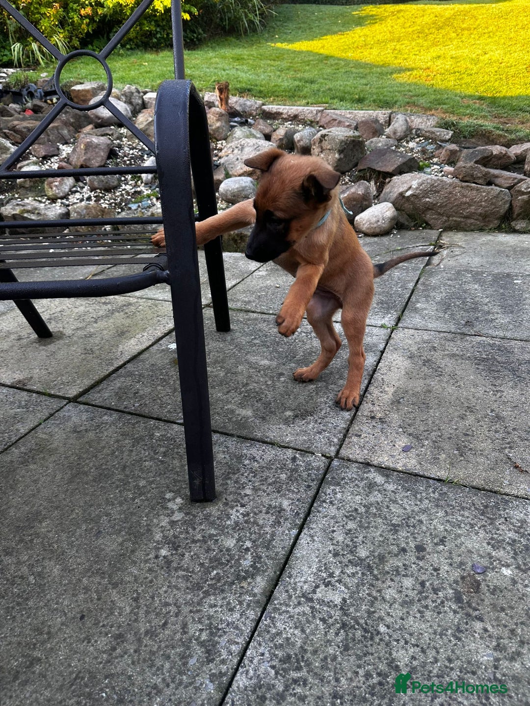 Belgian Shepherd Dog dogs for sale: belgian malinois Pup ready to go - Image 4