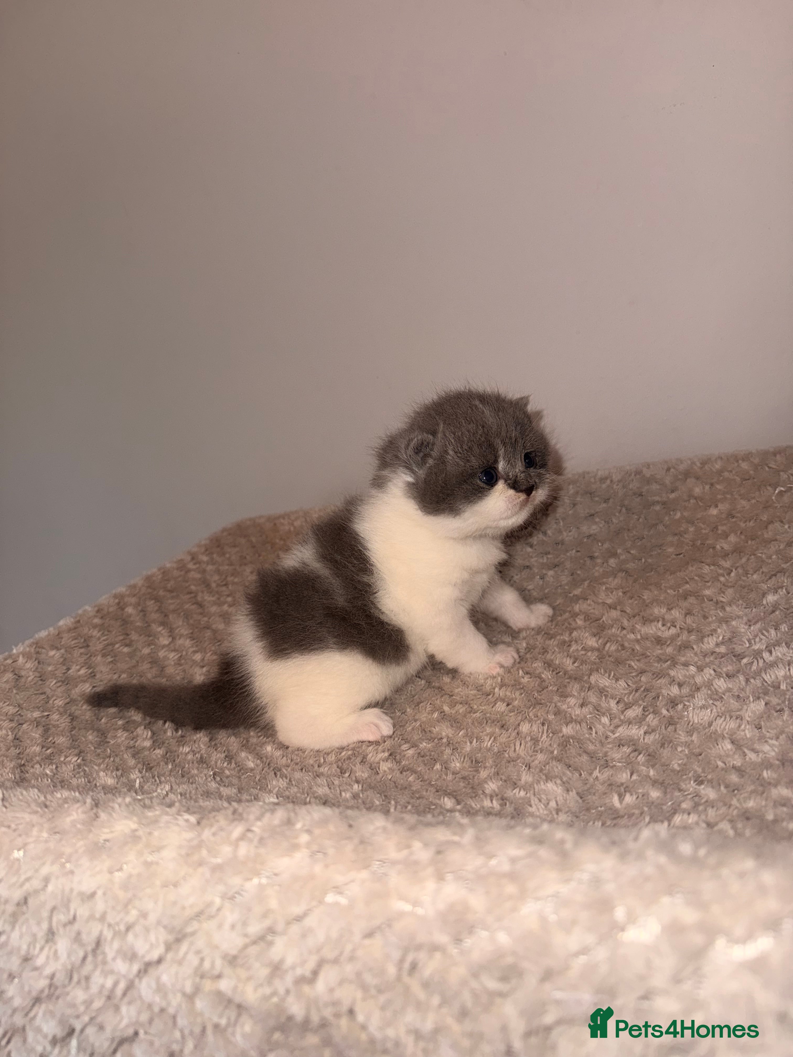 British Shorthair cats GCCF registered bi colour Male  - Advert 15