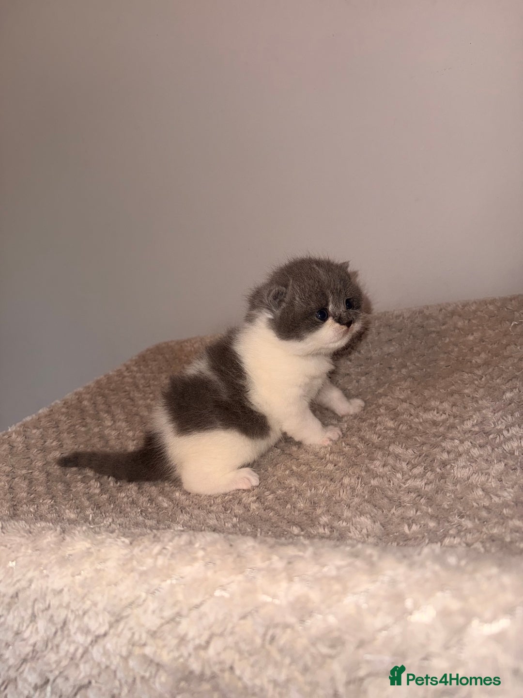 British Shorthair cats for sale: GCCF registered bi colour Male  - Advert 4