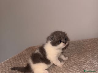 British Shorthair cats GCCF registered bi colour Male - Advert 15