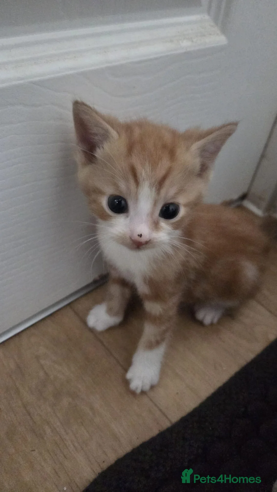 Mixed Breed cats for sale: 3 beautiful male kittens - Advert 2