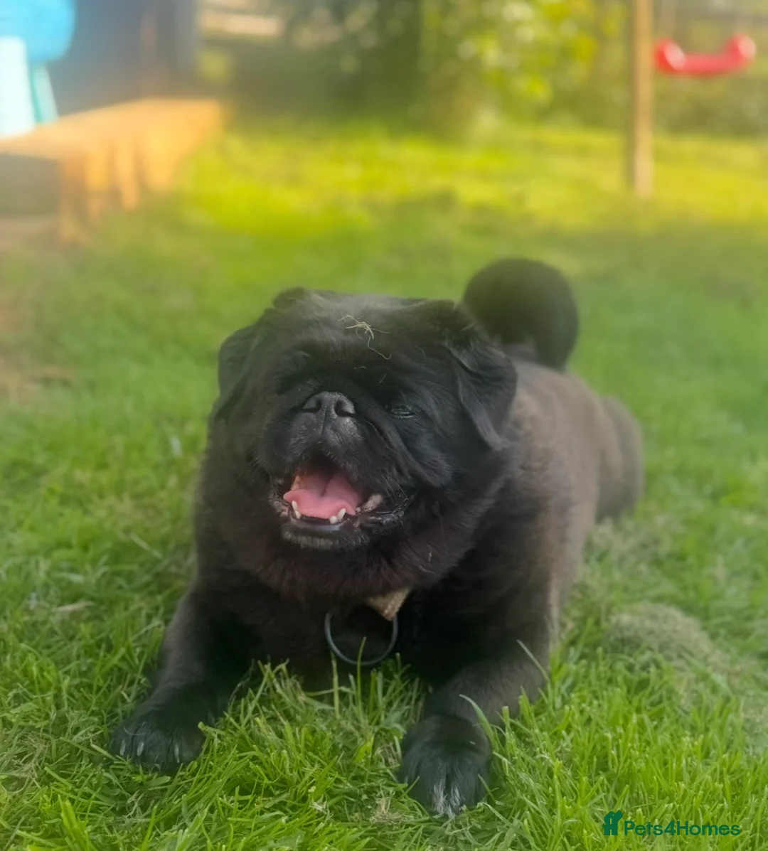 Mixed Breed dogs for sale: Meet Martin:Ready to Be Someone’s Best Friend - Advert 5